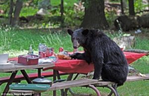 Who invited the Bears to party