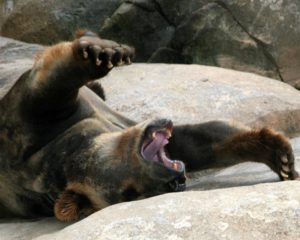 FOMC woke sleeping bears